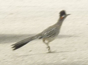 Road Runner spotted in parking lot